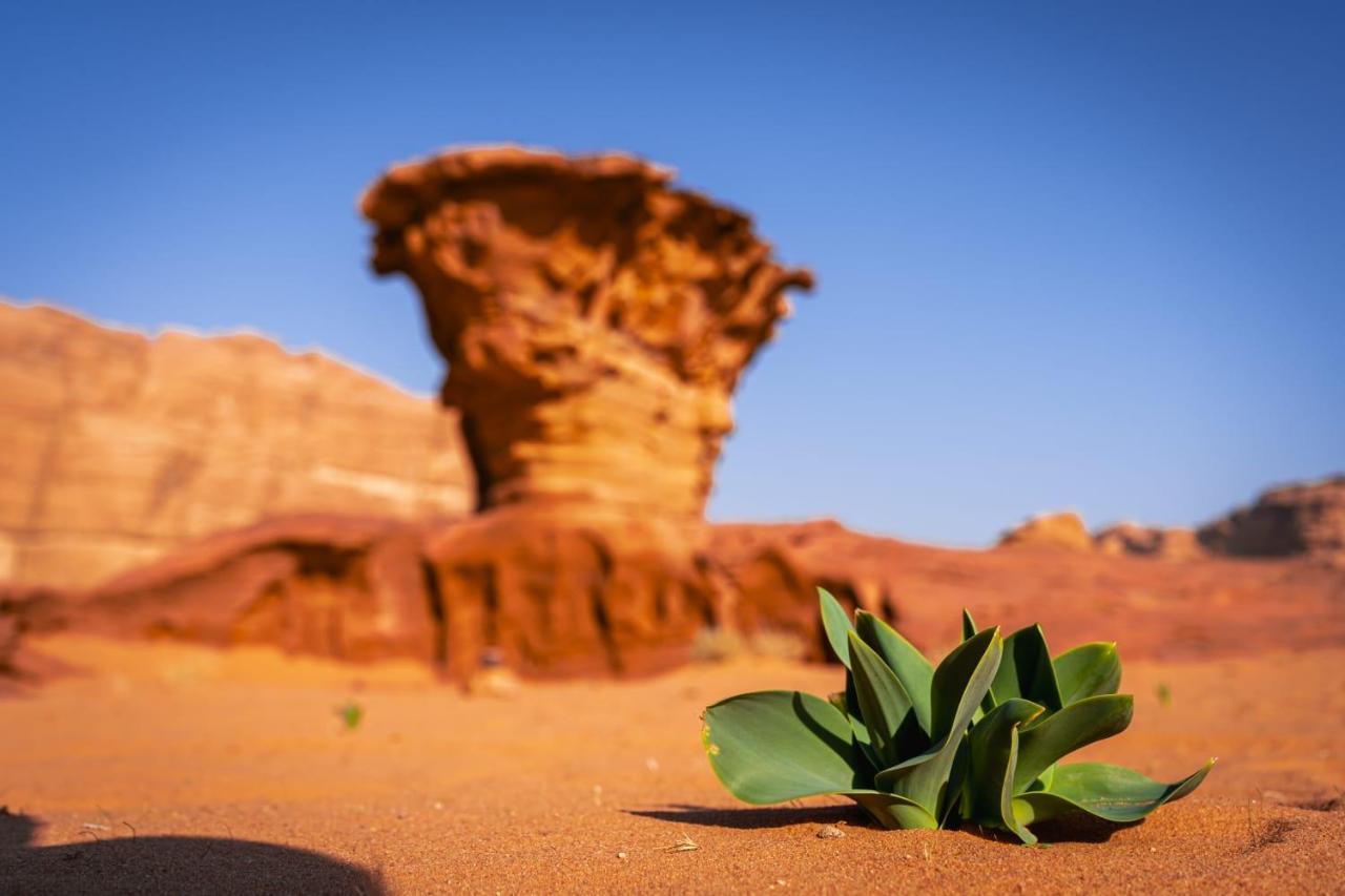 Wadi Rum Secrets Camp 外观 照片